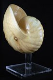 Wooden Shell Sculpture