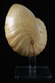 Wooden Shell Sculpture