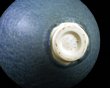 Large Bill Meadows Vase