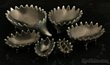 Walter Bosse style cast metal Hedgehogs